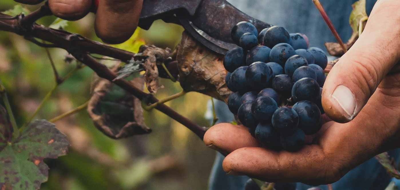 Il Sogno Weingut Italien Mombaruzzo Terra Rossa